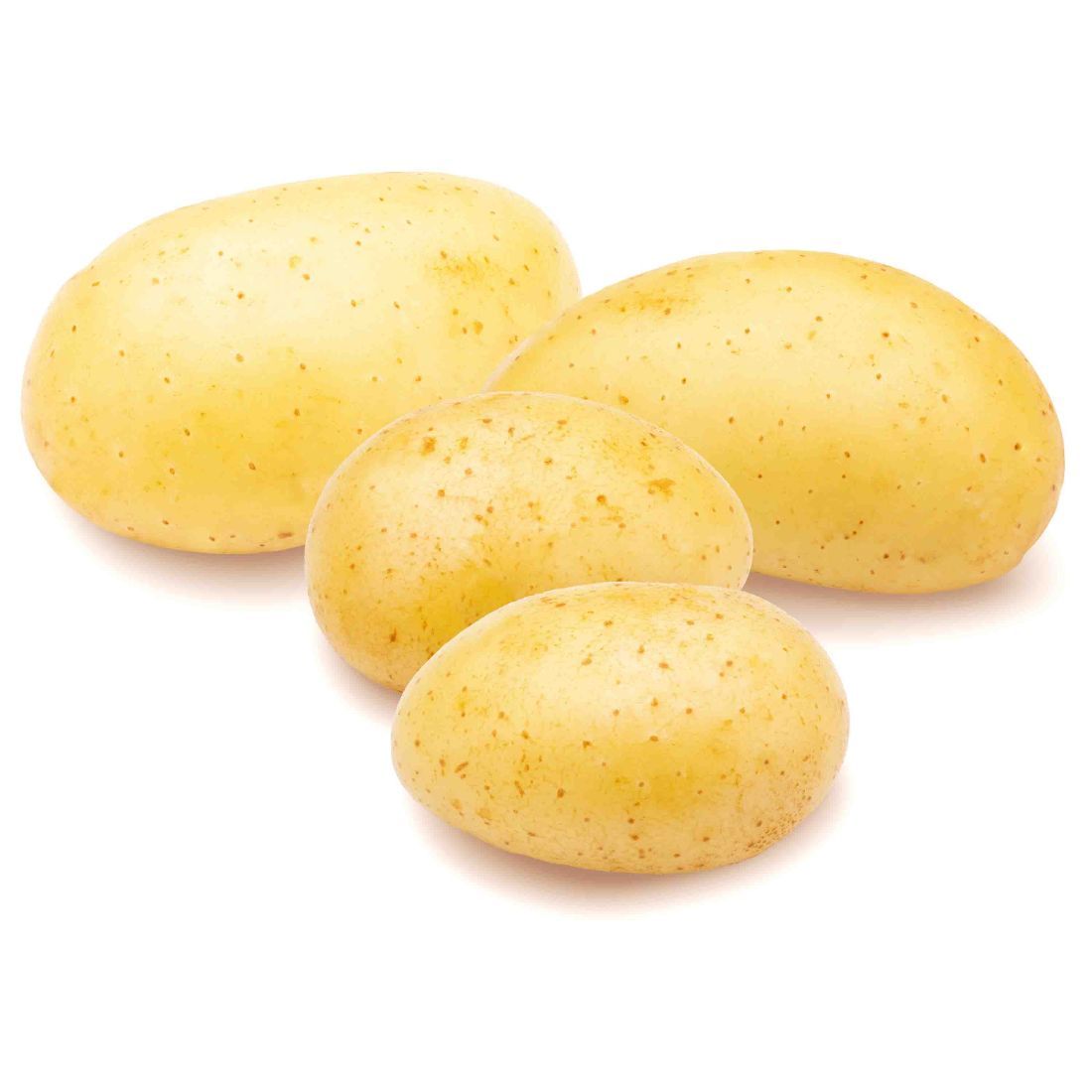 Potato Agria. Size: 500g Holland 🇳🇱